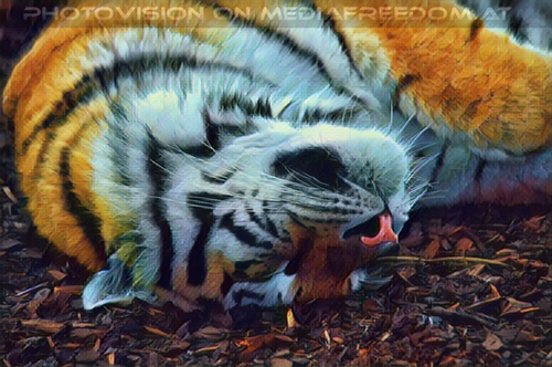 Sibirischer Tiger 02