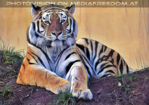 Sibirischer Tiger 06