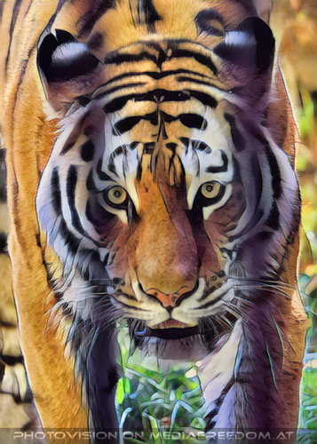 Sibirischer Tiger 12