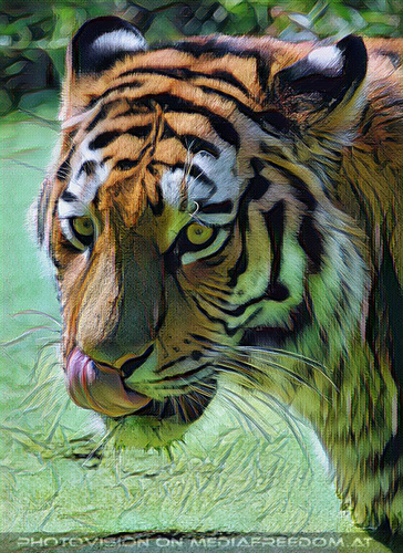 Sibirischer Tiger 13