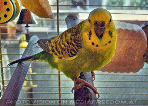 Budgie Care 1: Speedy