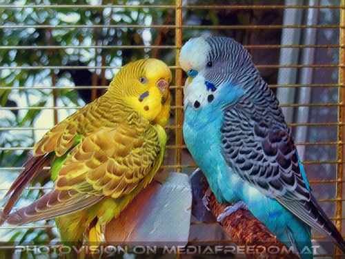Beauty budgies 1