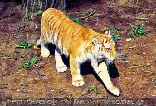 Tiger wei� und gold 05