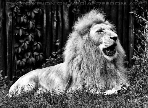 Wei�e L�wen 08