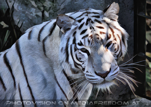 Wei�e Tiger-Vierlinge 08