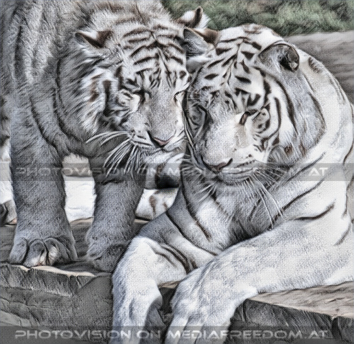 Wei�e Tiger-Vierlinge 21