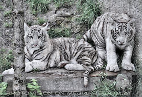 Wei�e Tiger Vierlinge 29