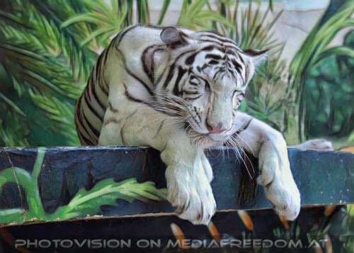 Wei�e Tigerbabys 17