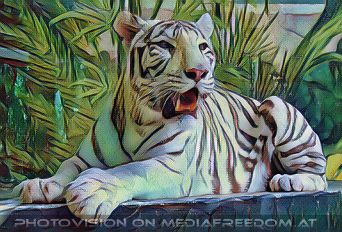 Wei�e Tigerfamilie 06