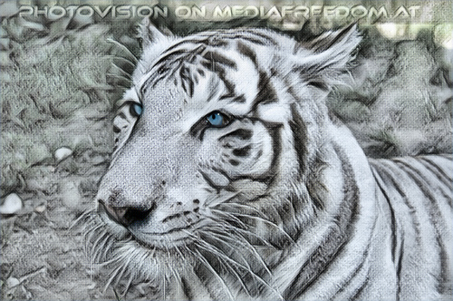 White Tiger Family 08