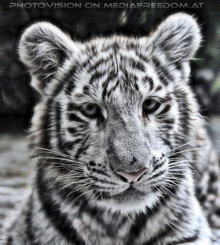 White Tiger Teens 34