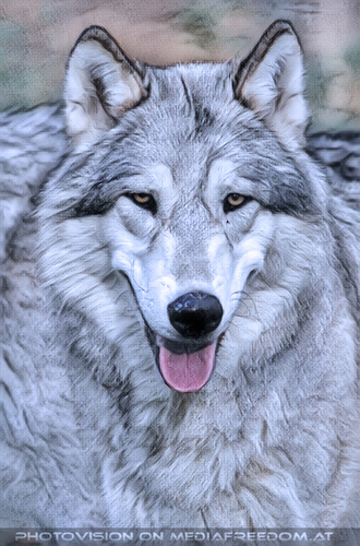 Wolf Science Center 13