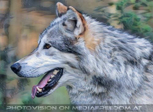 Wolf Science Center 15