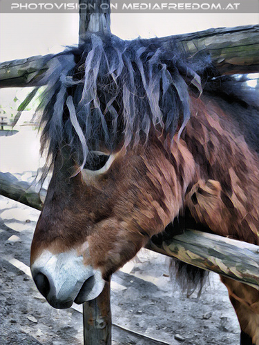 Zu den Pferdekoppeln 3