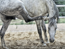 Lipizzaner Sommerquartier 10