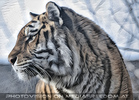Sibirischer Tiger 03