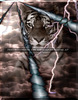 Tiger Storm