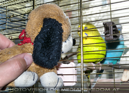 Pauli meets Speedy and Sunny