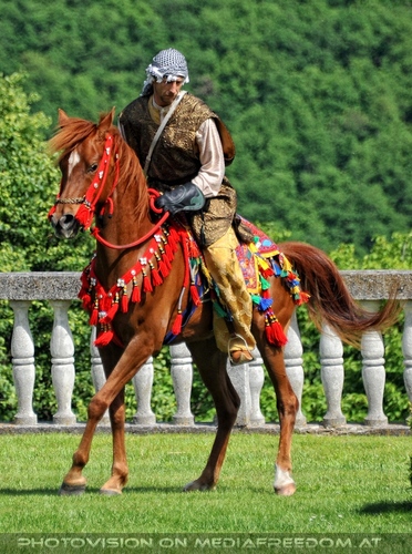 Greifvogel Vorf�hrung 19