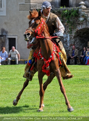 Greifvogel Vorf�hrung 20