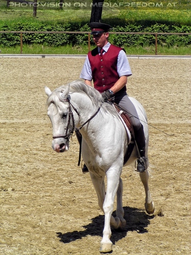 Die Lipizzaner Pr�sentation 10