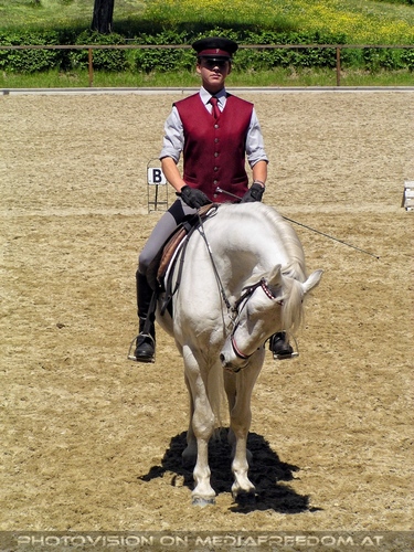 Die Lipizzaner Pr�sentation 11