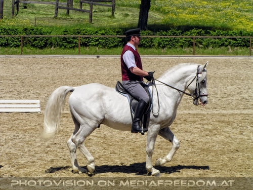 Die Lipizzaner Pr�sentation 12
