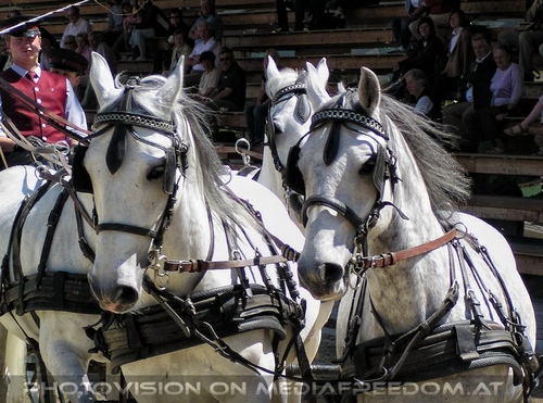 Die Lipizzaner Pr�sentation 13