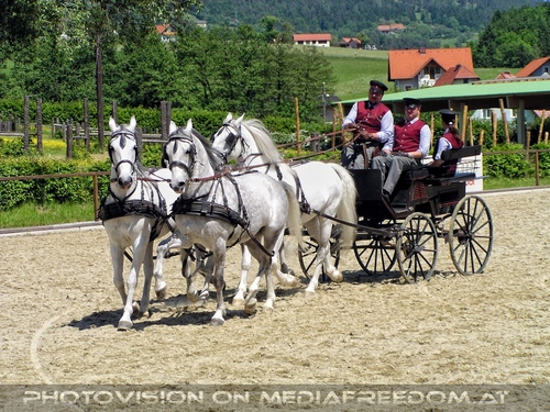 Die Lipizzaner Pr�sentation 14
