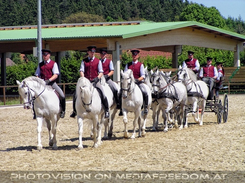 Die Lipizzaner Pr�sentation 17
