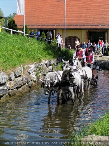 Die Lipizzaner Pr�sentation 20