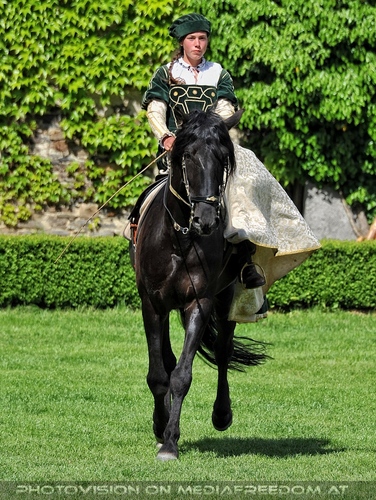 Greifvogel Vorf�hrung 27