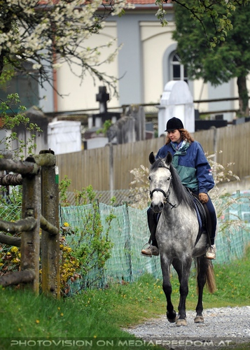 Club der Freunde des Lipizzanergest�ts 91