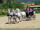 Die Lipizzaner Pr�sentation 14