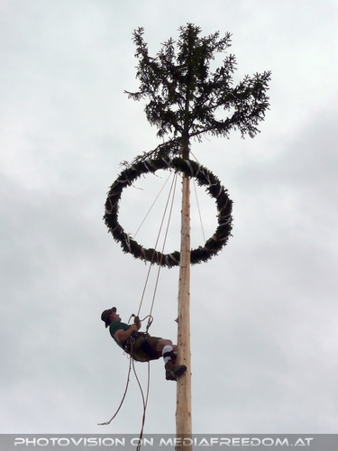 Maibaum Kraxler fast oben