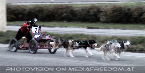 Husky Wagen Rennen