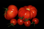 Tomaten