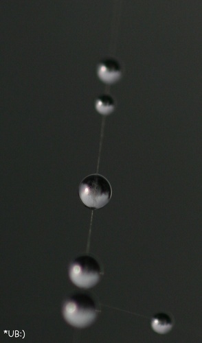 Spinnchen�s Netz...