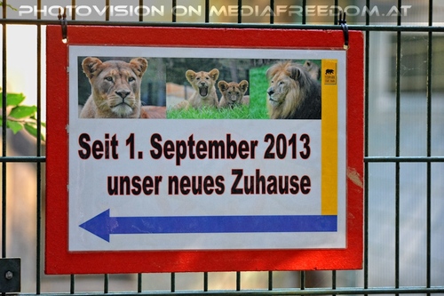 Afrikanische L�wen 18