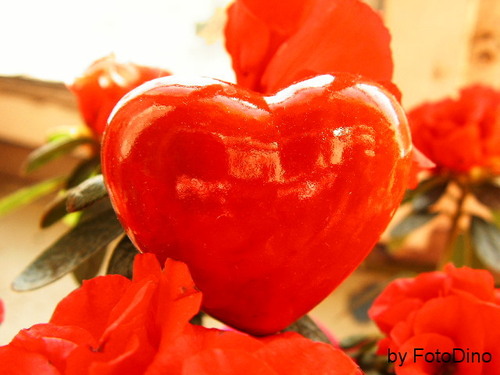 Auch Pflanzen haben ein Herz