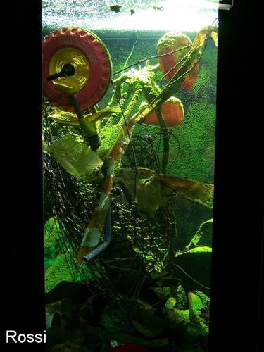 Schrottentsorgung im Teich