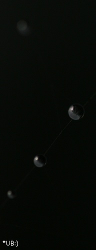 Spinnchen�s Netz...