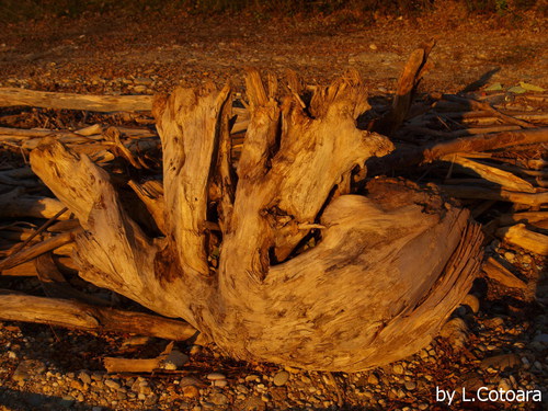 Natur ist der beste K�nstler!