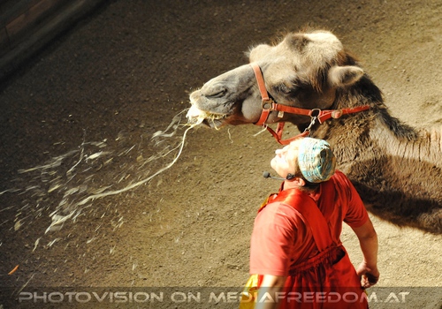 Die Hochzeit des Sultans 13