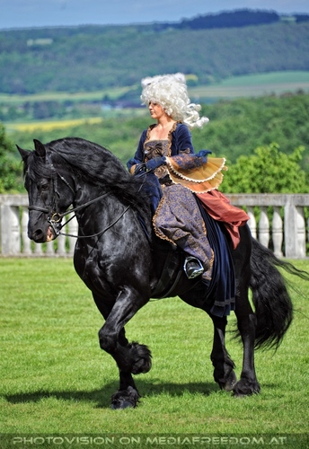 Greifvogel Vorf�hrung 35