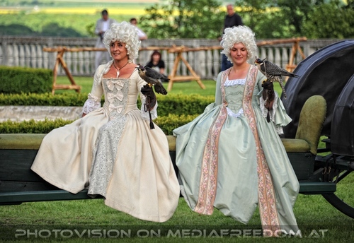 Greifvogel Vorf�hrung 36