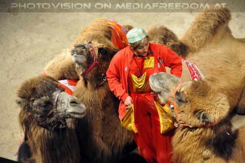 Hochzeit des Sultan 04: Romana Goldhahn