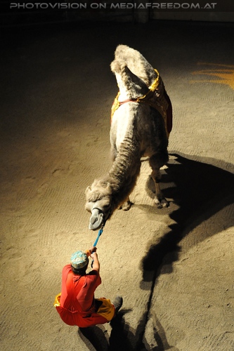 Die Hochzeit des Sultans 05: Romana Goldhahn