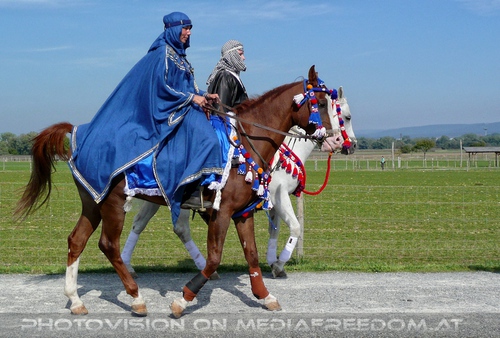 Die Pferdeshow 11 - Araber