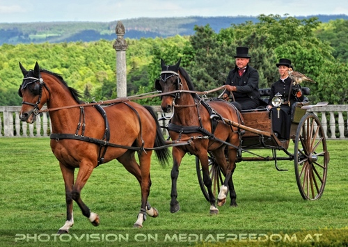 Greifvogel Vorf�hrung 38